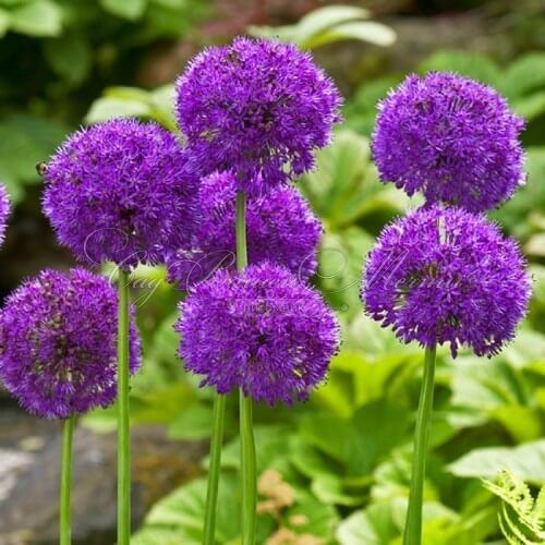 Лук декоративный (Аллиум) Перпл Сенсейшн / (Allium Purple Sensation) — фото 2