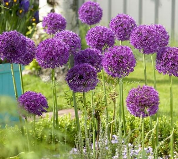 Лук декоративный (Аллиум) Перпл Сенсейшн / (Allium Purple Sensation) — фото 3