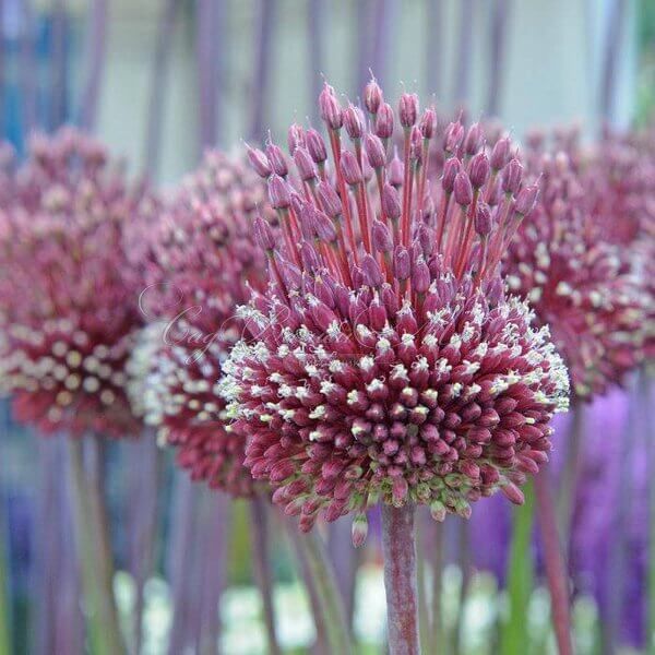 Лук декоративный (Аллиум) Ред Могикан / (Allium Red Mohican) — фото 2