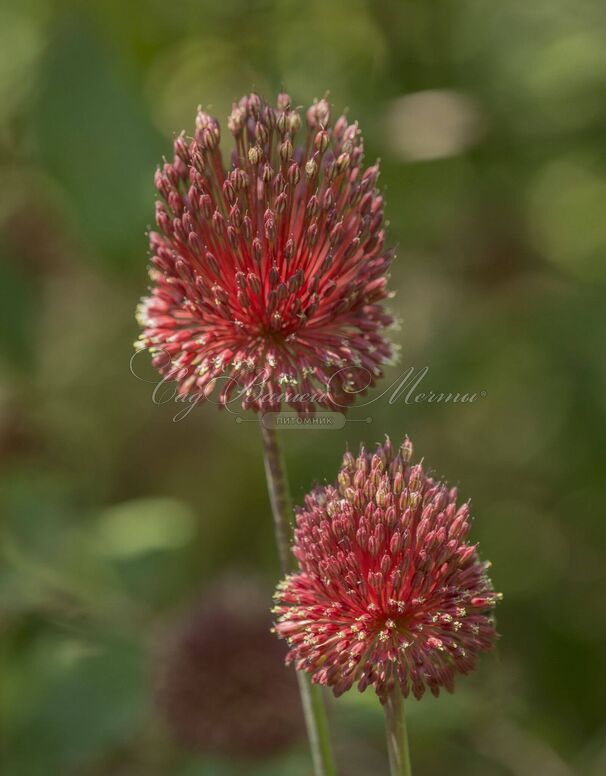 Лук декоративный (Аллиум) Ред Могикан / (Allium Red Mohican) — фото 3