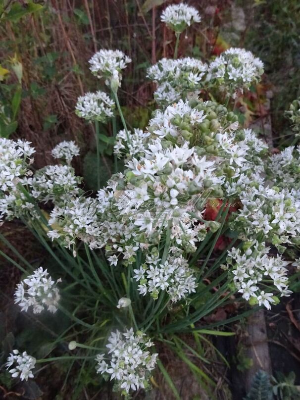 Лук декоративный (Аллиум) туберозный / (Allium tuberosum) — фото 2