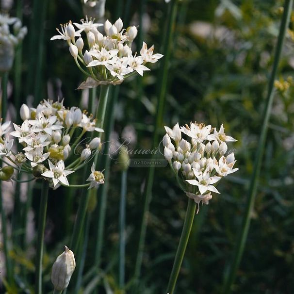 Лук декоративный (Аллиум) туберозный / (Allium tuberosum) — фото 3