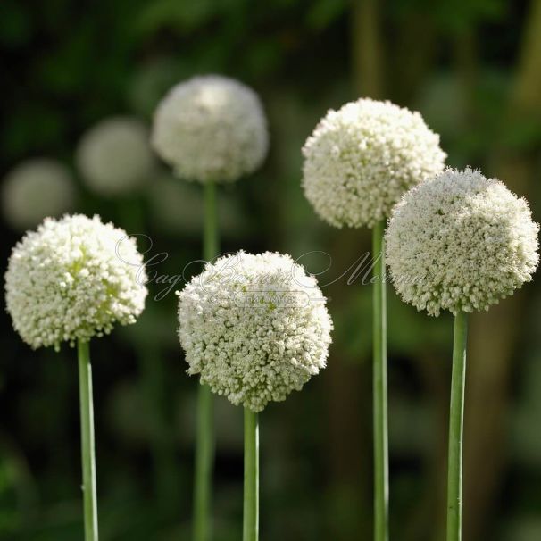 Лук декоративный (Аллиум) Уайт Клауд / (Allium White Cloud) — фото 3