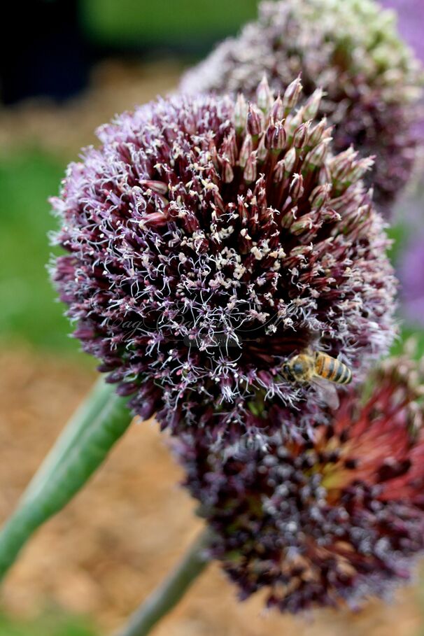 Лук декоративный (Аллиум) Форлок / (Allium Forelock) — фото 2