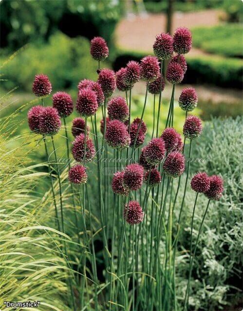 Лук декоративный (Аллиум) Форлок / (Allium Forelock) — фото 3