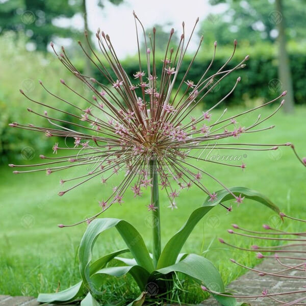 Лук декоративный (Аллиум) Шуберта / (Allium Schubertii) — фото 2