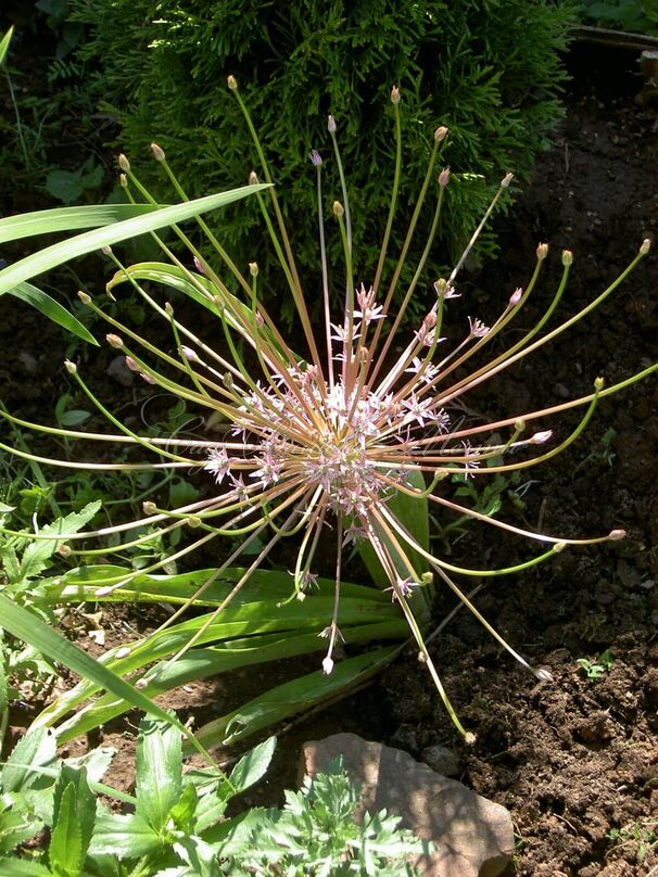 Лук декоративный (Аллиум) Шуберта / (Allium Schubertii) — фото 3