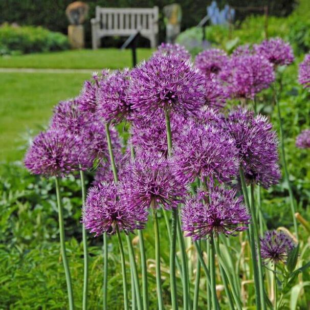 Лук декоративный (Аллиум) Эрли Эмпрерор / (Allium Early Emperor) — фото 2