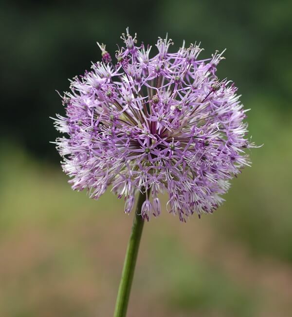 Лук декоративный (Аллиум) Эрли Эмпрерор / (Allium Early Emperor) — фото 3