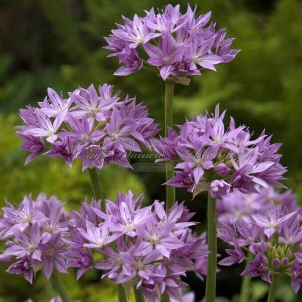 Лук декоративный (Аллиум) Эрос / (Allium Eros) — фото 3