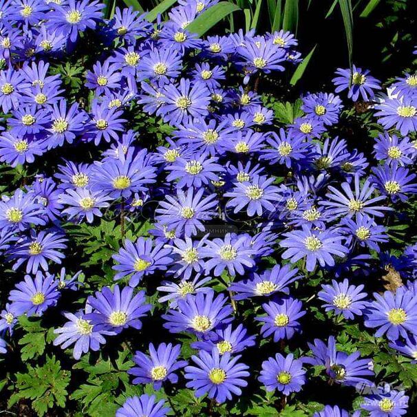 Анемона бланда Блю Шэйдз (Anemone blanda Blue Shades) — фото 2