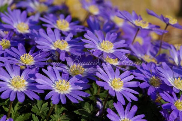 Анемона бланда Блю Шэйдз (Anemone blanda Blue Shades) — фото 3