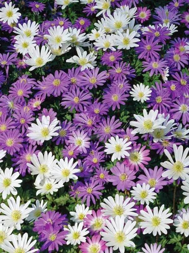 Анемона бланда Микс (Anemone blanda Mix) — фото 2