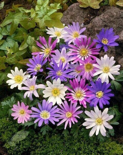 Анемона бланда Микс (Anemone blanda Mix) — фото 3