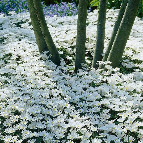 Анемона бланда Уайт Сплендор (Anemone blanda White Splendour) — фото 2