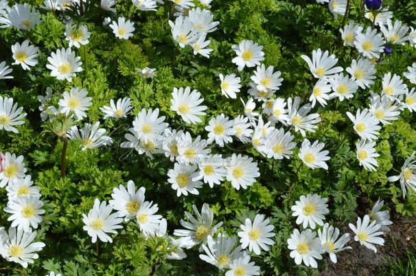 Анемона бланда Уайт Сплендор (Anemone blanda White Splendour) — фото 3