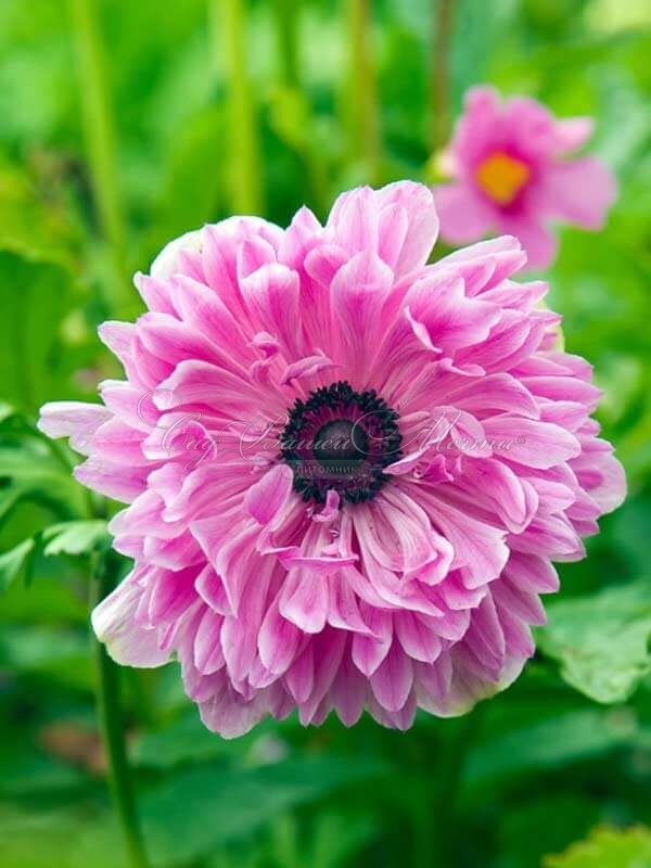 Анемона корончатая Адмирал (Anemone coronaria Admiral) — фото 2