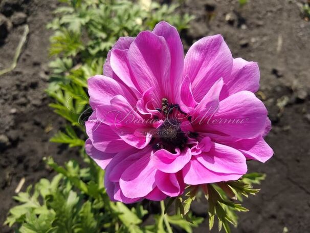 Анемона корончатая Адмирал (Anemone coronaria Admiral) — фото 3