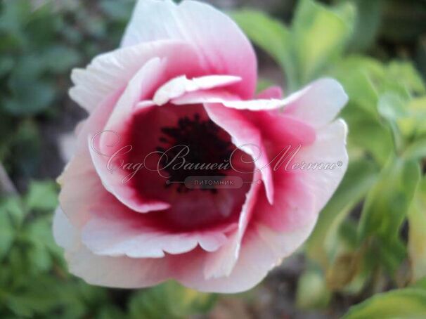 Анемона корончатая Биколор (Anemone coronaria Bicolor) — фото 2