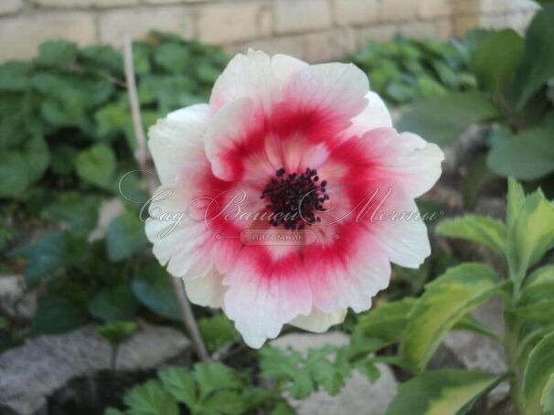 Анемона корончатая Биколор (Anemone coronaria Bicolor) — фото 3