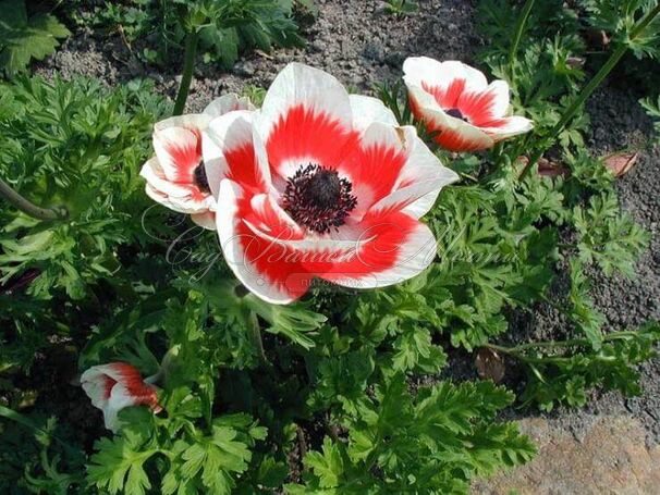 Анемона корончатая Биколор (Anemone coronaria Bicolor) — фото 4