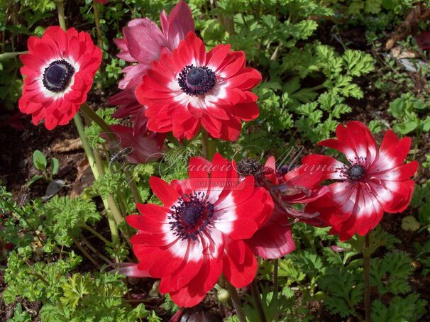 Анемона корончатая Гавернор (Anemone coronaria Governor) — фото 2