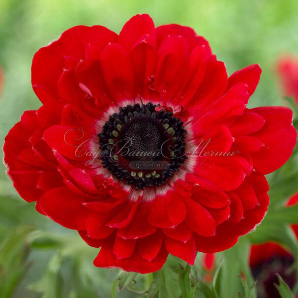 Анемона корончатая Гавернор (Anemone coronaria Governor) — фото 4