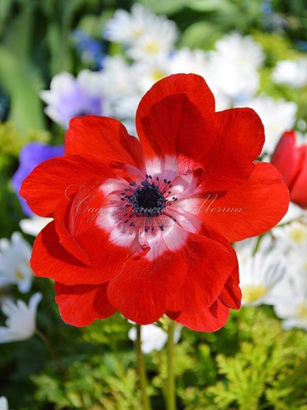 Анемона корончатая Голландия (Anemone coronaria Hollandia) — фото 2