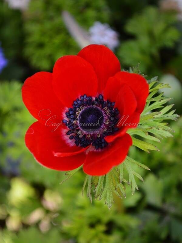 Анемона корончатая Голландия (Anemone coronaria Hollandia) — фото 4