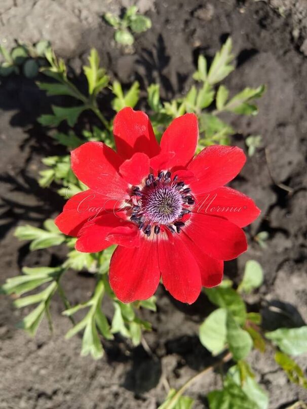 Анемона корончатая Голландия (Anemone coronaria Hollandia) — фото 5