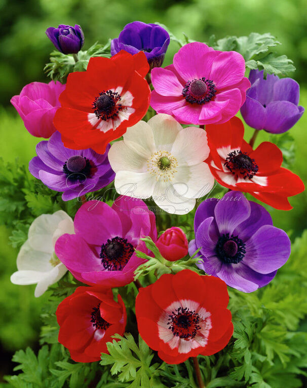 Анемона корончатая Де Каэн Микс (Anemone coronaria De Caen Mix) — фото 2