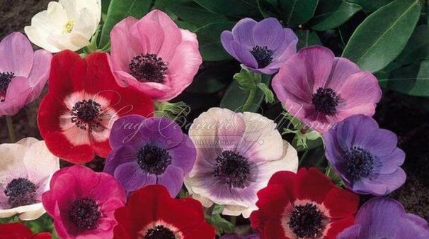 Анемона корончатая Де Каэн Микс (Anemone coronaria De Caen Mix) — фото 3