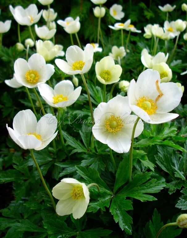 Анемона корончатая Зе Брайд (Anemone coronaria The Bride) — фото 2