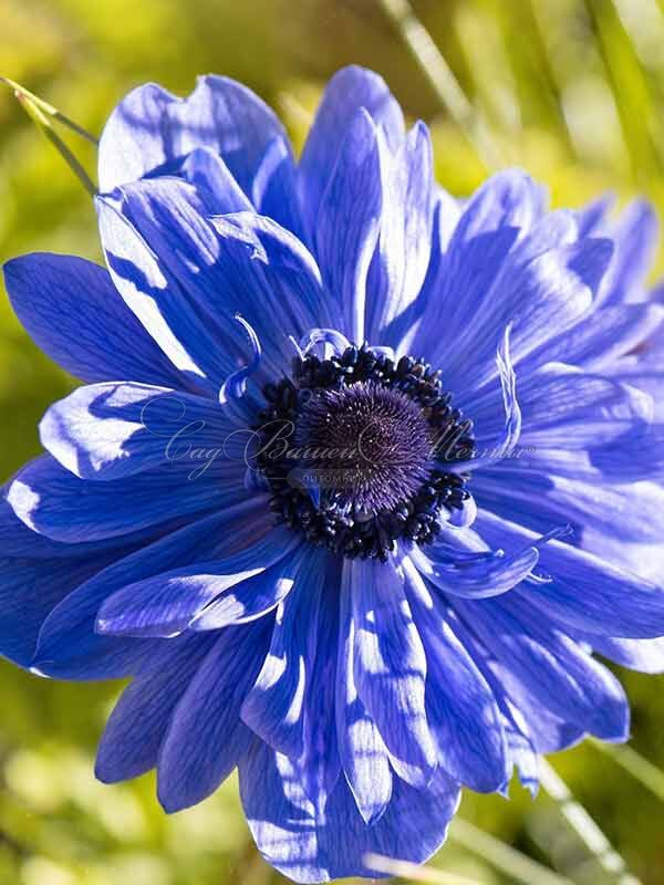 Анемона корончатая Лорд Лейтенант (Anemone coronaria Lord Lieutenant) — фото 2