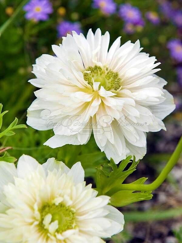 Анемона корончатая Маунт Эверест (Anemone coronaria Mount Everest) — фото 2