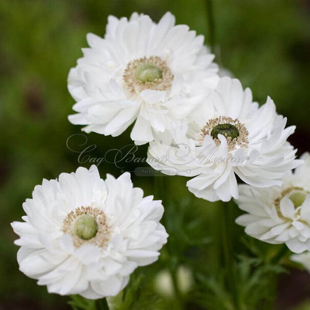 Анемона корончатая Маунт Эверест (Anemone coronaria Mount Everest) — фото 3