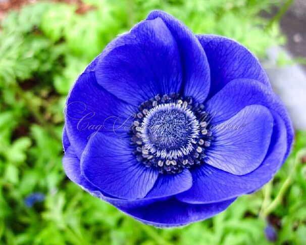 Анемона корончатая Мистер Фокер (Anemone coronaria Mr. Fokker) — фото 2