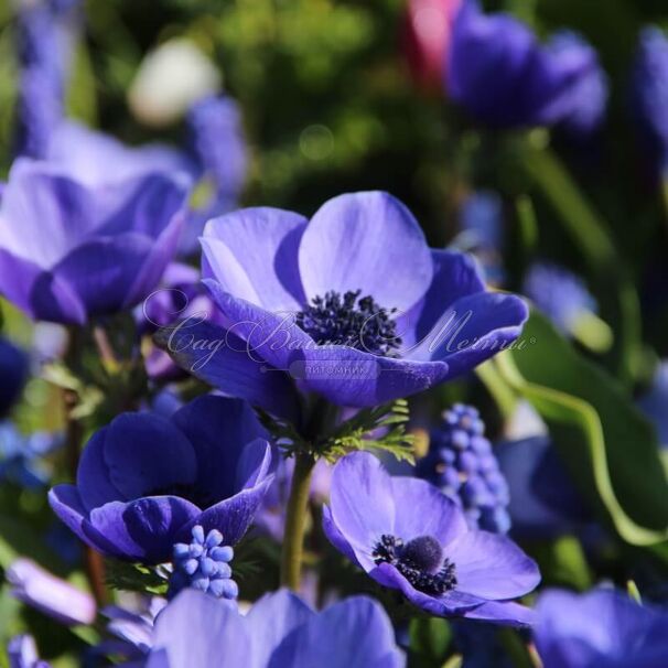 Анемона корончатая Мистер Фокер (Anemone coronaria Mr. Fokker) — фото 3