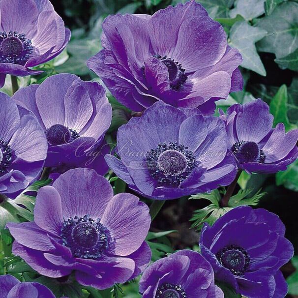 Анемона корончатая Мистер Фокер (Anemone coronaria Mr. Fokker) — фото 4