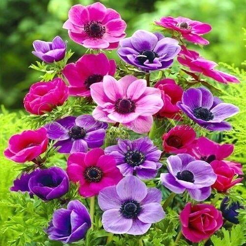 Анемона корончатая Пурпл / Пинк Микс (Anemone coronaria Purple / Pink Mix) — фото 2