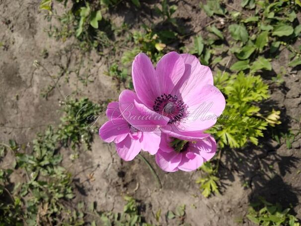 Анемона корончатая Сильфида (Anemone coronaria Sylphide) — фото 2