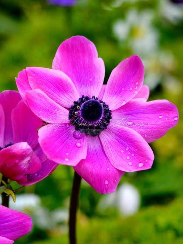 Анемона корончатая Сильфида (Anemone coronaria Sylphide) — фото 3