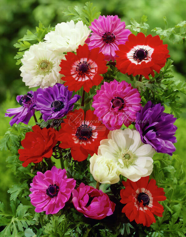 Анемона корончатая Сэйнт Бриджит микс (Anemone coronaria St. Brigid Mix) — фото 2