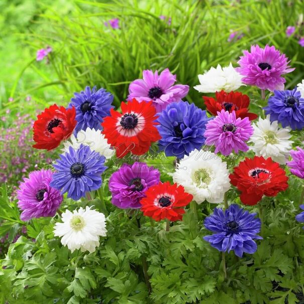 Анемона корончатая Сэйнт Бриджит микс (Anemone coronaria St. Brigid Mix) — фото 3