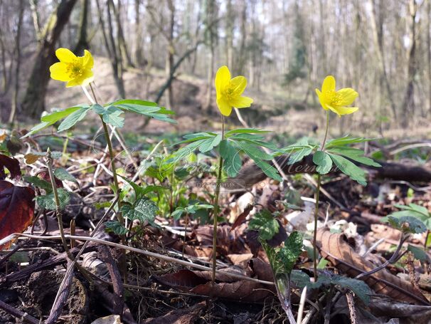 Анемона лютичная (Anemone ranunculoides) — фото 2