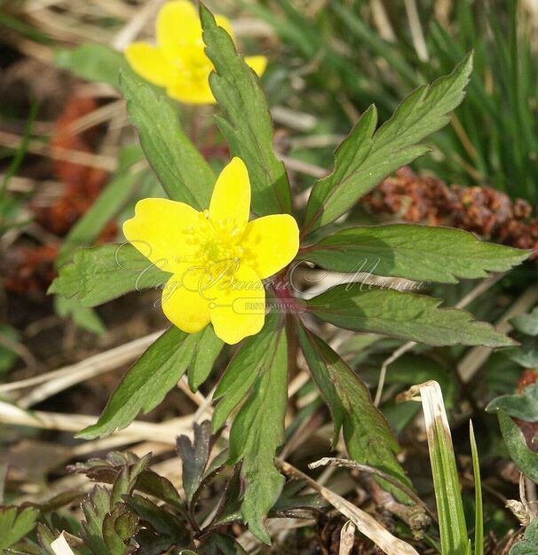 Анемона лютичная (Anemone ranunculoides) — фото 3