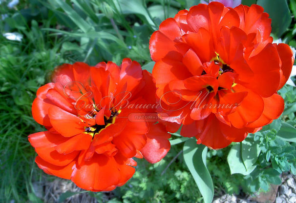 Тюльпан Абба (Tulipa Abba) — фото 2