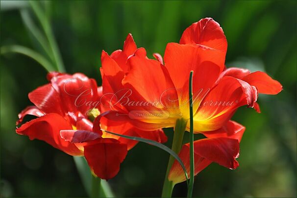 Тюльпан Абба (Tulipa Abba) — фото 4