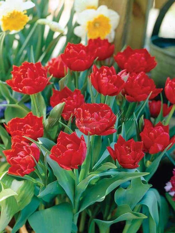 Тюльпан Абба (Tulipa Abba) — фото 5