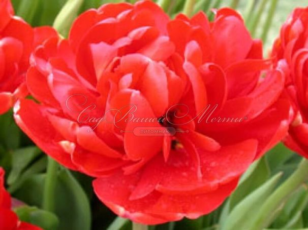 Тюльпан Абба (Tulipa Abba) — фото 6
